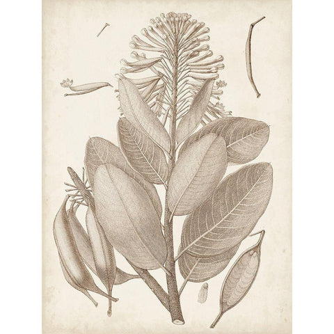 Sepia Exotic Plants I White Modern Wood Framed Art Print by Vision Studio