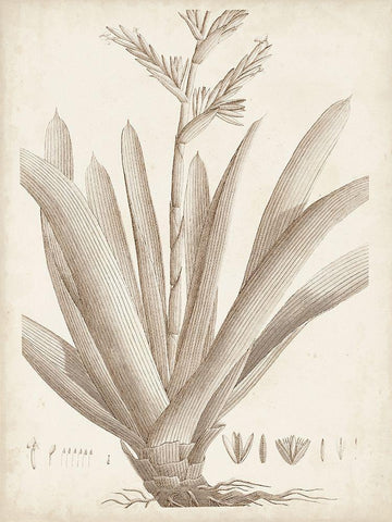 Sepia Exotic Plants VIII White Modern Wood Framed Art Print with Double Matting by Vision Studio