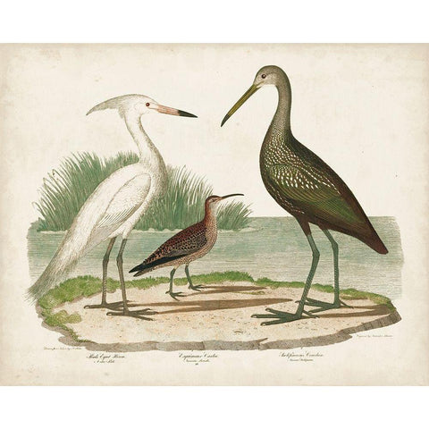 Waterbird Trio I White Modern Wood Framed Art Print by Wilson, Alexander