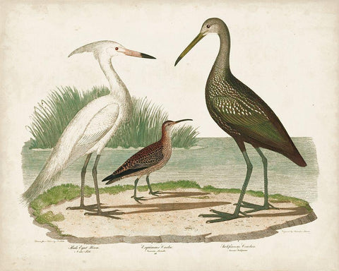 Waterbird Trio I White Modern Wood Framed Art Print with Double Matting by Wilson, Alexander
