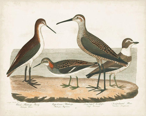 Waterbird Trio II White Modern Wood Framed Art Print with Double Matting by Wilson, Alexander