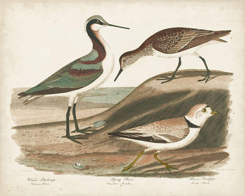 Waterbird Trio III Black Ornate Wood Framed Art Print with Double Matting by Wilson, Alexander