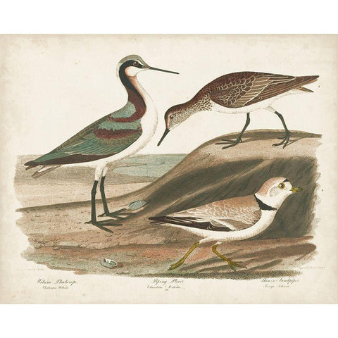 Waterbird Trio III White Modern Wood Framed Art Print by Wilson, Alexander