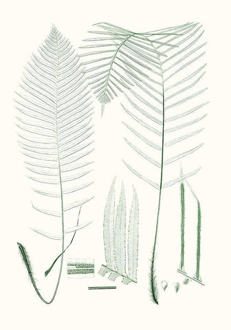 Verdure Ferns VII Black Ornate Wood Framed Art Print with Double Matting by Vision Studio
