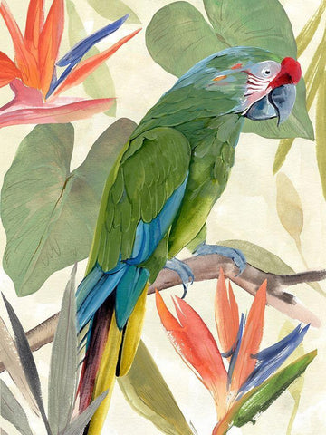Tropical Parrot Composition I White Modern Wood Framed Art Print with Double Matting by Warren, Annie