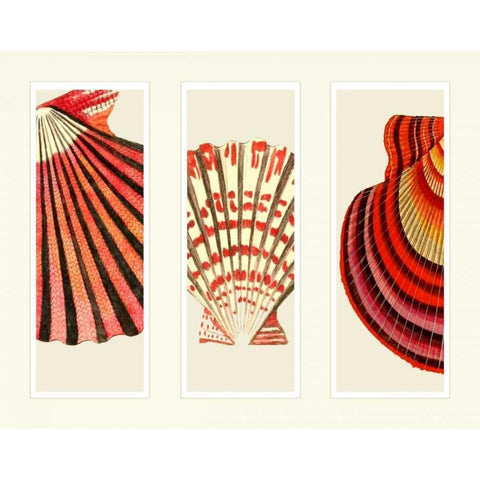 Red and Cream Shells on 3 Panels Black Modern Wood Framed Art Print with Double Matting by Fab Funky