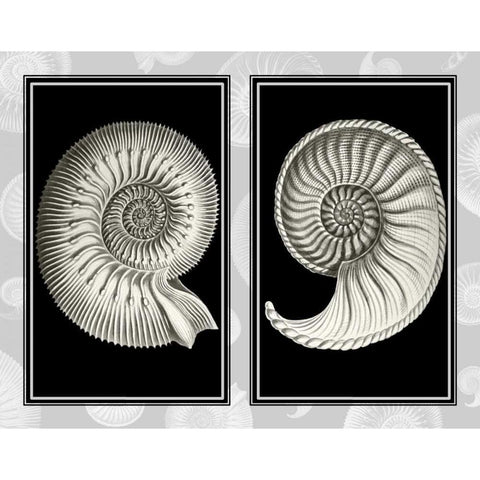 Nautilus Shells On Black Black Modern Wood Framed Art Print with Double Matting by Fab Funky