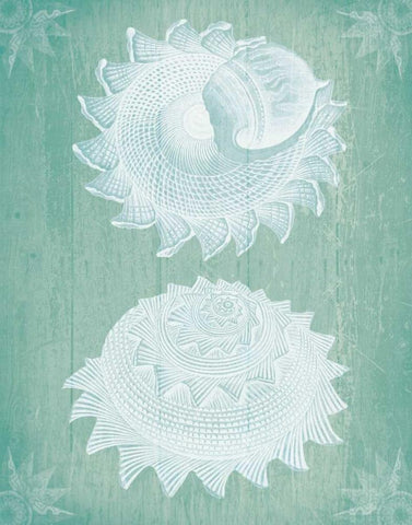 Shells White on Turquoise White Modern Wood Framed Art Print with Double Matting by Fab Funky