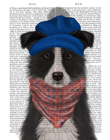 Border Collie in Blue Bobble Hat Black Ornate Wood Framed Art Print with Double Matting by Fab Funky