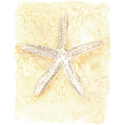 Salty Seashell I White Modern Wood Framed Art Print by Warren, Annie