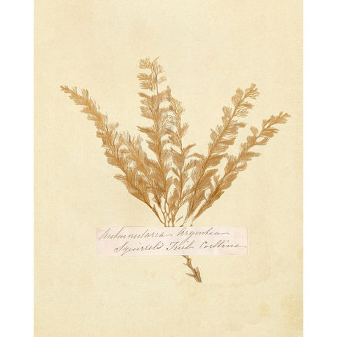 Vintage Study I Gold Ornate Wood Framed Art Print with Double Matting by Warren, Annie