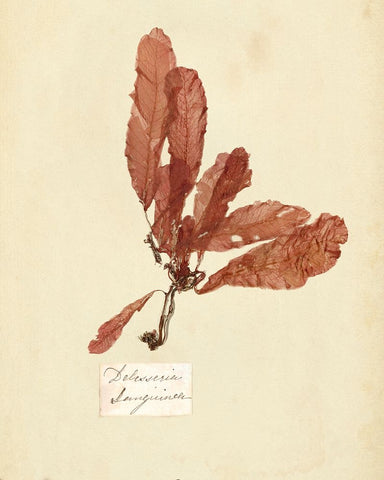 Vintage Study II Black Ornate Wood Framed Art Print with Double Matting by Warren, Annie