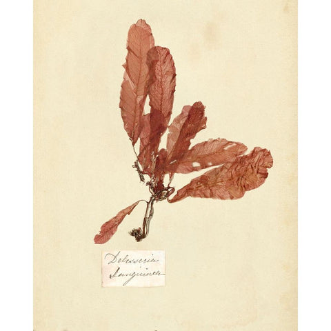 Vintage Study II Black Modern Wood Framed Art Print by Warren, Annie