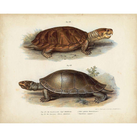 Antique Turtle Pair II White Modern Wood Framed Art Print by Vision Studio