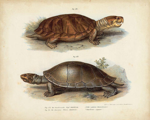 Antique Turtle Pair II Black Ornate Wood Framed Art Print with Double Matting by Vision Studio