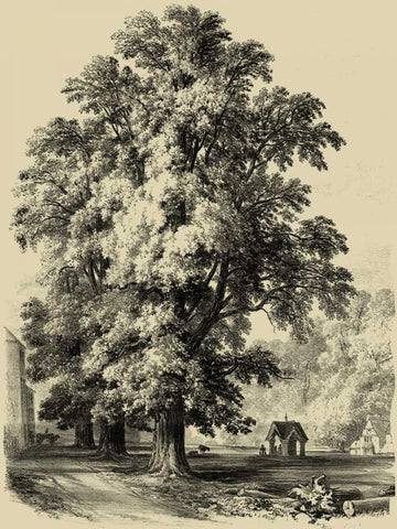 The Elm Tree White Modern Wood Framed Art Print with Double Matting by Unknown