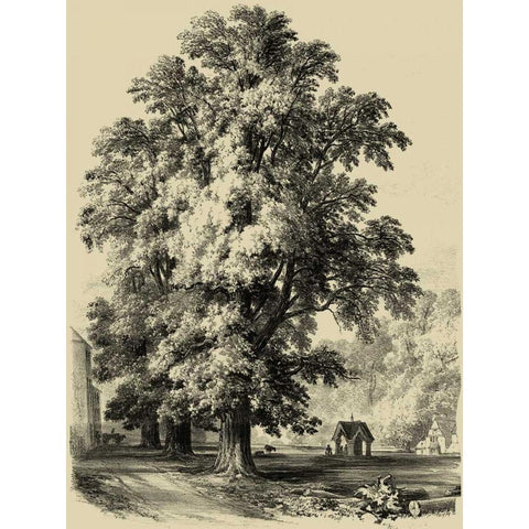 The Elm Tree Black Modern Wood Framed Art Print by Unknown
