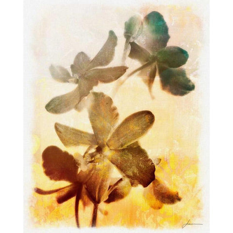 Brocade Garden III Black Modern Wood Framed Art Print by Burghardt, James