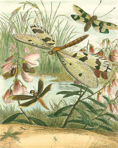 Dragonfly Gathering I White Modern Wood Framed Art Print with Double Matting by Vision Studio