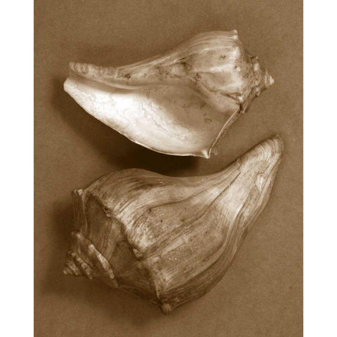Sensual Shells I White Modern Wood Framed Art Print by Stramel, Renee W.