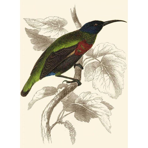Jardine Hummingbird IV Gold Ornate Wood Framed Art Print with Double Matting by Jardine, Sir William