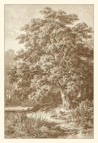 Sepia Oak Tree Black Ornate Wood Framed Art Print with Double Matting by Heyn, Ernst
