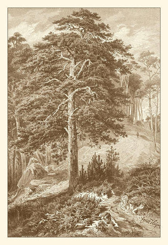 Sepia Wild Pine Black Ornate Wood Framed Art Print with Double Matting by Heyn, Ernst