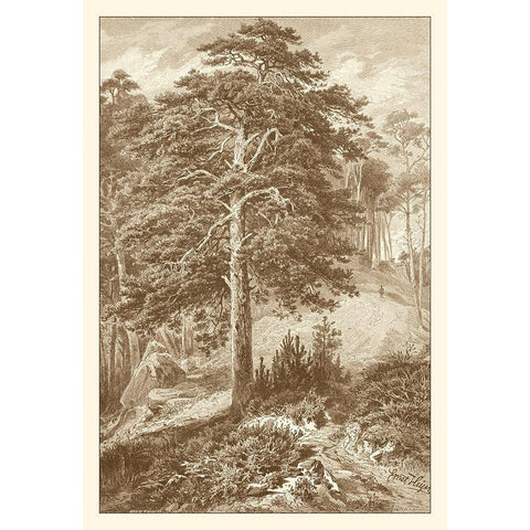 Sepia Wild Pine Black Modern Wood Framed Art Print by Heyn, Ernst