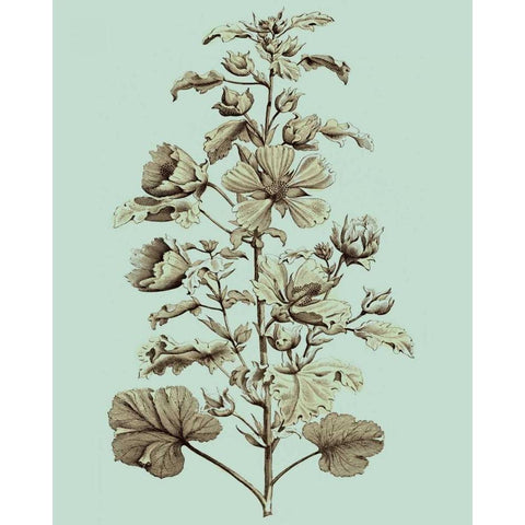 Imperial Munting I Black Modern Wood Framed Art Print by Munting, Abraham
