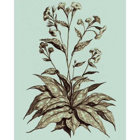 Imperial Munting IV Gold Ornate Wood Framed Art Print with Double Matting by Munting, Abraham