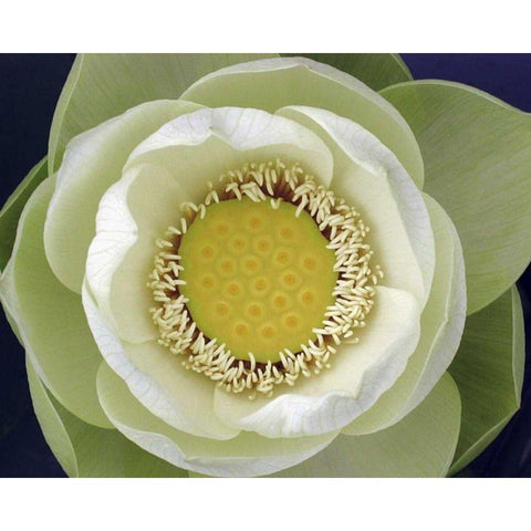 Delicate Lotus II Black Modern Wood Framed Art Print with Double Matting by Christensen, Jim