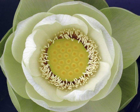 Delicate Lotus II Black Ornate Wood Framed Art Print with Double Matting by Christensen, Jim