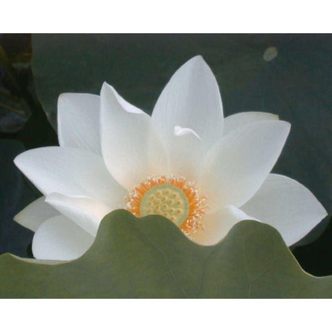 Delicate Lotus III Black Modern Wood Framed Art Print with Double Matting by Christensen, Jim