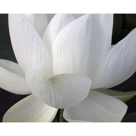Delicate Lotus V Gold Ornate Wood Framed Art Print with Double Matting by Christensen, Jim