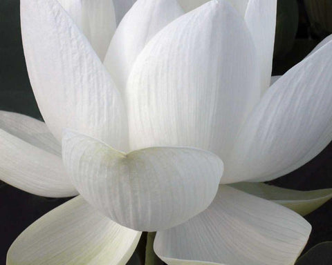 Delicate Lotus V White Modern Wood Framed Art Print with Double Matting by Christensen, Jim