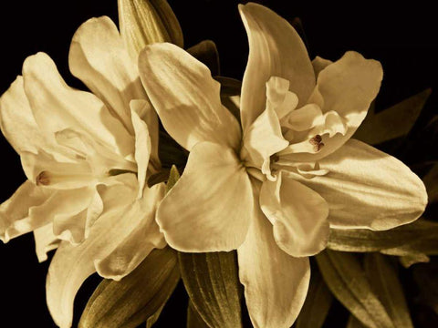 Yvoire Flower II Black Ornate Wood Framed Art Print with Double Matting by Perry, Rachel