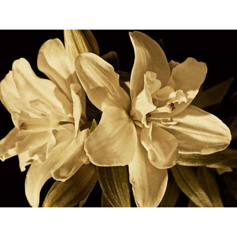 Yvoire Flower II Black Modern Wood Framed Art Print by Perry, Rachel