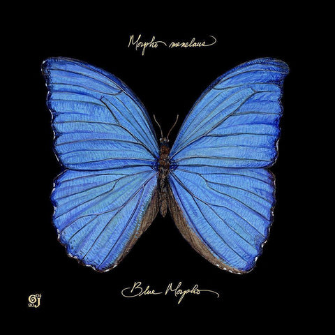 Striking Butterfly I Black Modern Wood Framed Art Print with Double Matting by Joyner, Ginny