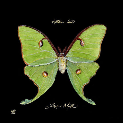 Striking Butterfly IV White Modern Wood Framed Art Print with Double Matting by Joyner, Ginny