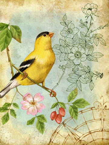 Songbird Sketchbook III White Modern Wood Framed Art Print with Double Matting by Maday, Jane