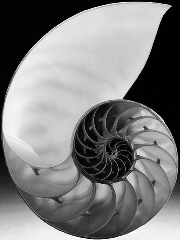 Shell I White Modern Wood Framed Art Print with Double Matting by Christensen, Jim