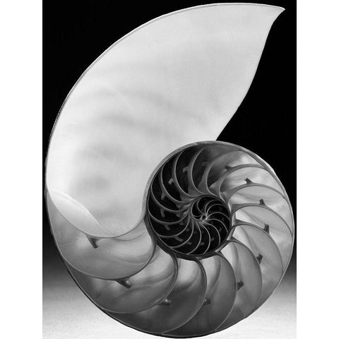 Shell I Black Modern Wood Framed Art Print by Christensen, Jim