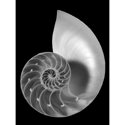 Shell II Black Modern Wood Framed Art Print by Christensen, Jim