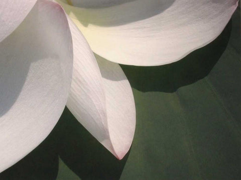 Lotus Detail IV Black Ornate Wood Framed Art Print with Double Matting by Christensen, Jim