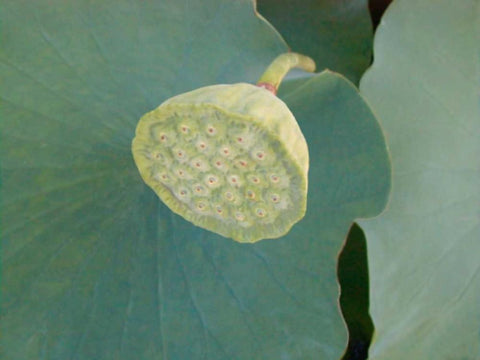 Lotus Detail VIII Black Ornate Wood Framed Art Print with Double Matting by Christensen, Jim