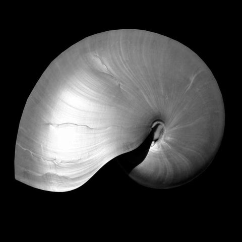 Nautilus Twin I White Modern Wood Framed Art Print with Double Matting by Bay, Noah