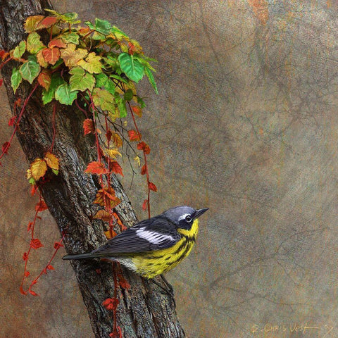 Magnolia Warbler Gold Ornate Wood Framed Art Print with Double Matting by Vest, Chris