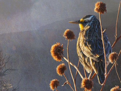 Meadowlark Black Ornate Wood Framed Art Print with Double Matting by Vest, Chris