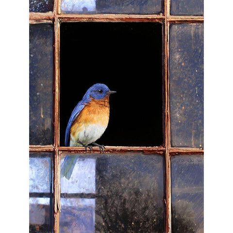 Bluebird Window Black Modern Wood Framed Art Print by Vest, Chris