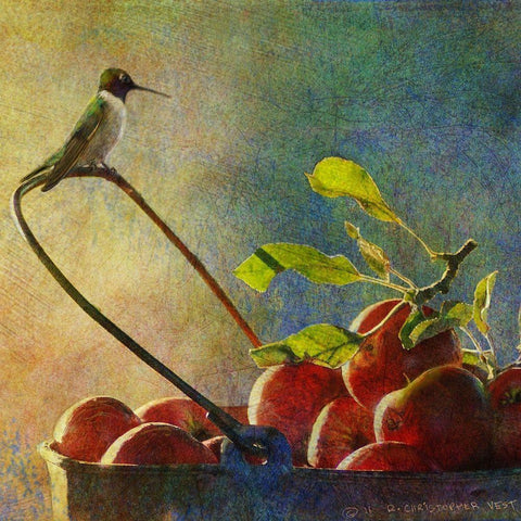 Apples and Hummer White Modern Wood Framed Art Print by Vest, Chris